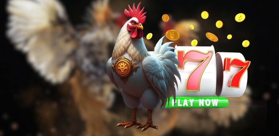 Trải nghiệm hình ảnh và âm thanh chân thực tại đá gà Tonhon