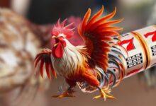 Dinh dưỡng gà đá ảnh hưởng trực tiếp đến thể trạng
