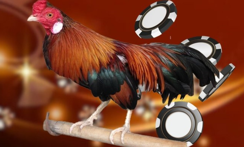Đá gà Thomo