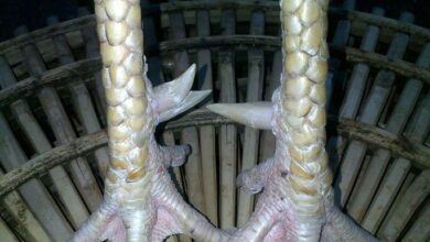 Tìm hiểu cách chữa gãy cựa gà